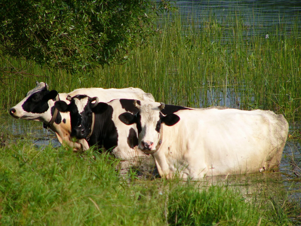 Буренки