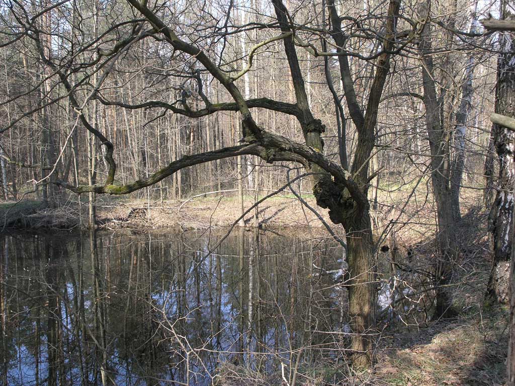 Лесной водоем