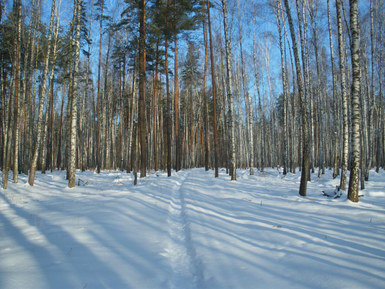 Зимняя тропинка