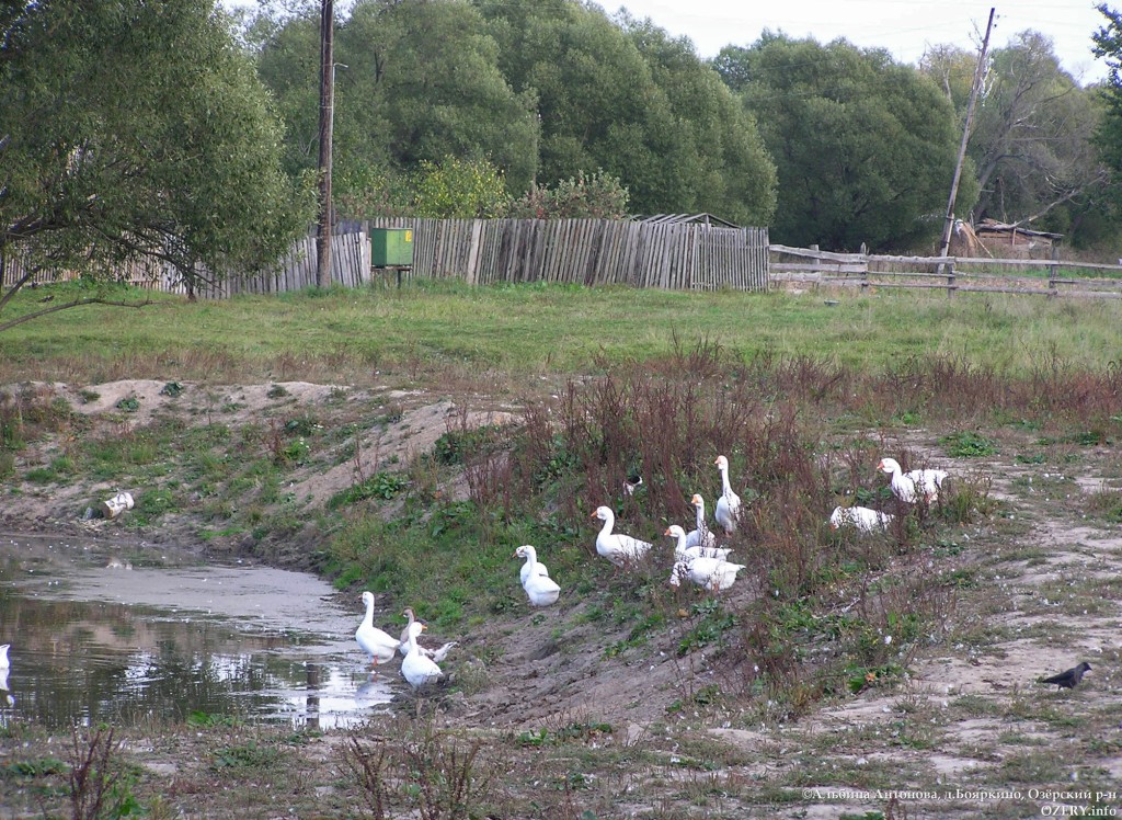 Погода в озерах московской на 14 дней. Село Бояркино озёрского района. Село Бояркино озёрского района Московской области. Бояркино Озеры. Бояркино (Раменский район).