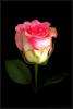 Rose_440x660_.jpg